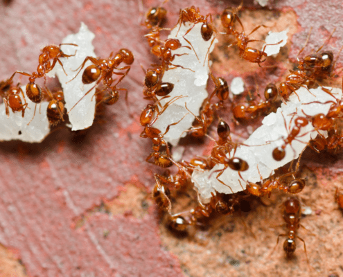 disinfestazione formiche bologna